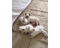 Trois chatons ragdoll disponibles