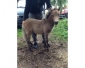 Vente chevaux Poutain shetland de 6 mois