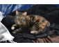 Chatte de 2 ans et demi à donner