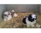 3 Males et 3 femelles Shih Tzu