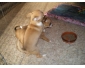 Adorables Chiots Chihuahua Dora & Diva‏