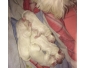 Chiots bichons maltais