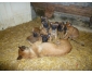 Chiots berger belge malinois