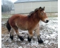 Adorable Poulain ardennais a donner