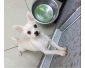 Chiot type chihuahua mâle