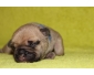 Adorable Bouledogue français a donner