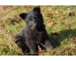 Berger Allemand chiots noir