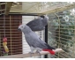 Superbe Couple de Perroquets Gris du Gabon