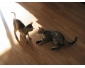 Donne Superbes chatons bengal contre bon soins