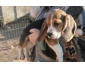 A donner chiot type beagle femelle