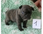 Adorable Petit Bouledogue français