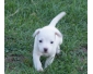 Chiot race Jack Russell Terrier Femelle à donner