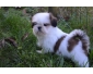 Chiot Shih Tzu femelle non Lof à donner