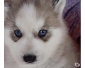 A donner mimi petite bb husky siberien femelle