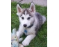 Bonjour a donner husky siberie pour adoption