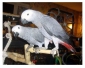 Magnifique couple de perroquet gris du Gabon