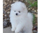 A Donner Beau chiot spitz nain blanc femelle