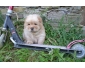 Superbe chiot chow chow a donner