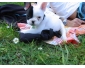 A donner bouledogue français femelle non lof