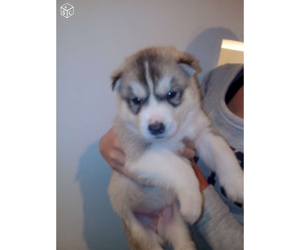 A Donner Chiot Husky Sibérien Mâle Gris Loup