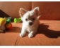 A DONNER Chiot de type chihuahua non lof
