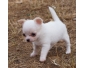 Chiots chihuahua pour adoption