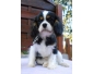 A Donner Chiot Male Cavaliers King Charles