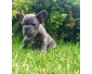 A réserver 1 magnifique Bouledogue Français LOF