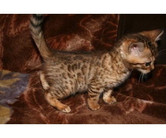 Adorable Chaton Bengal A Donner