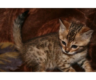 Adorable Chaton Bengal A Donner