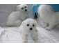 A donner  Magnifiques chiots de type bichon Maltais blancs LOF