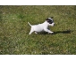 Superbe chiot Jack-Russell pure race