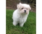 A donner magnifique chiot bichon maltais femelle