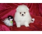 A donner Race spitz allemand Femelle Blanche