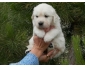 tres mangnifique Chiot type golden retriever femelle