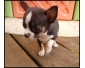 Splendide chiot chihuahua mâle de 3 mois a donner