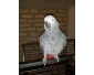 Magnifique perroquets gris du gabon