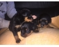 Chiot rottweiler