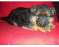 Magnifique Chiot berger allemand LOF