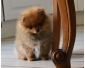 Superbe  chiot type spitz nain non lof