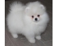 A reserver  Chiot spitz nain blanc non lof