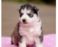 Adorable chiot husky lof a donner