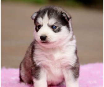 Adorable Chiot Husky Lof A Donner