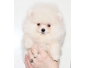 A reserver  Chiot spitz nain blanc  lof