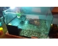 Aquarium pour tortue d'eau douce