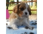 Chiot cavalier king charles