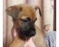 Vente chiot croisé berger-allemand boxer