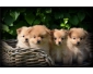 Chiots Spitz nain