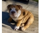 Jolie Chiots Bulldog Anglais a Donner