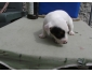 Don magnifique chiot mle Jack Russell
